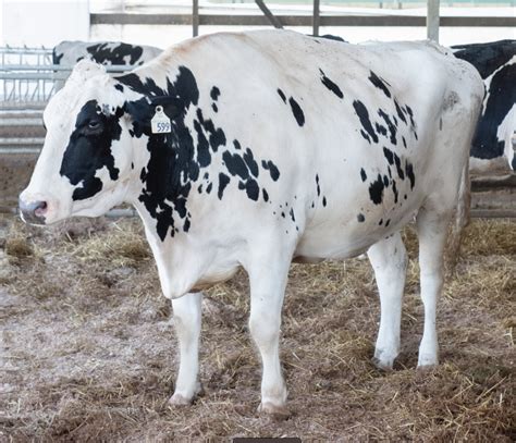 pine tree pursuit holstein bull.